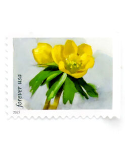 2022 First-Class Forever Stamp （forever stamp ） – Snowy Beauty： Winter Aconite